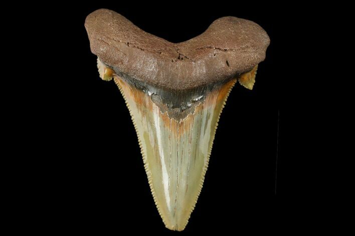 Serrated, Fossil Auriculatus Tooth - North Carolina #173782
